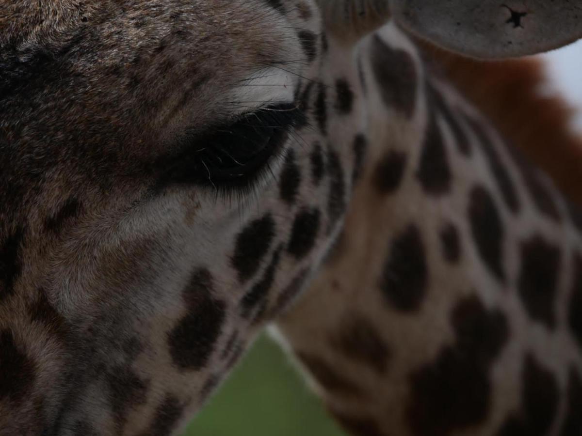 Oldonyo Orok Lodge Kajiado 외부 사진